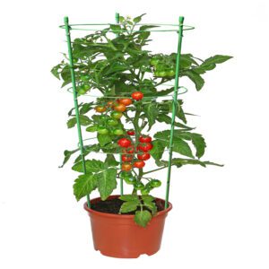 Retail 3 Ring Plant Support 75cm